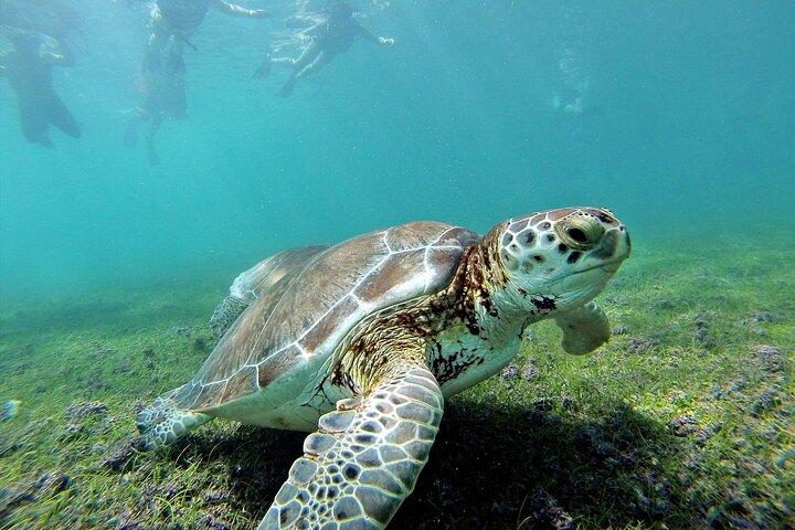 Tulum Ruins & Turtles Swim! Round with Cenote From Riviera Maya