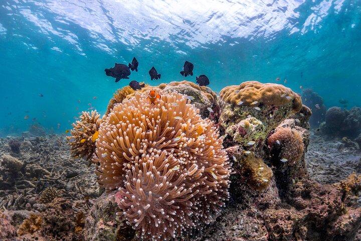 Kota Kinabalu Leisure Scuba Diving Trip (3 Dives)
