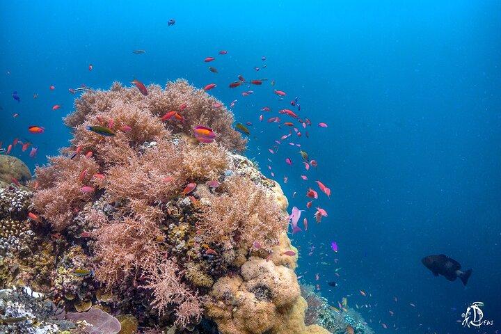 Kota Kinabalu Leisure Scuba Diving Trip (3 Dives)