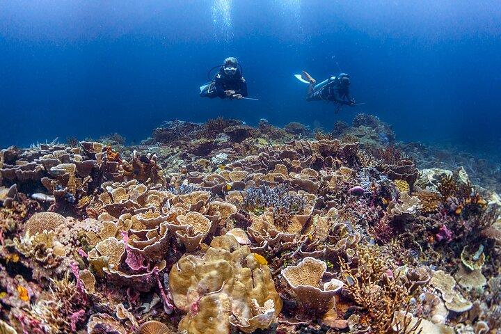 Kota Kinabalu Leisure Scuba Diving Trip (3 Dives)
