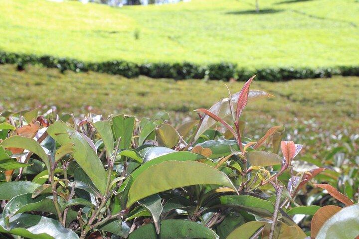 Purple Tea Farm Tea Visit