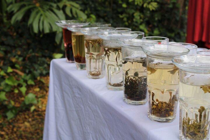 Purple Tea Farm Tea Visit