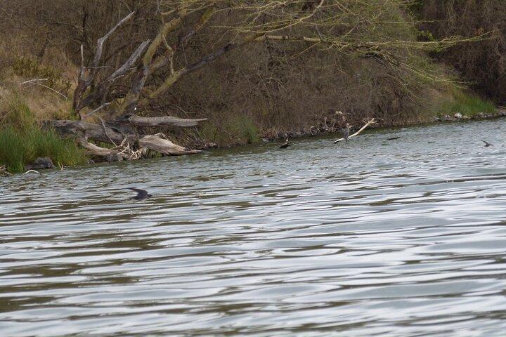 Unbelievable Trip To The Great Migration And River Crossing