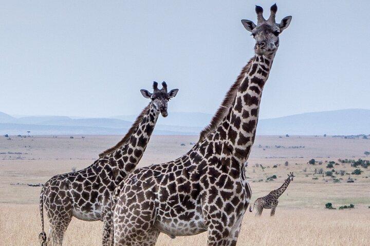 Three Days Ngorongoro crater, Lake Manyara and Taragire National Park (Joining)