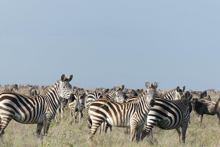 6-Day Northern Safari