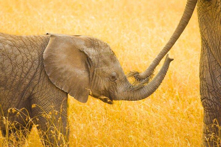 Masai Mara Game Drive