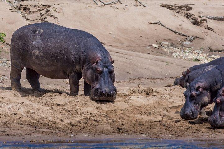 Masai Mara Game Drive