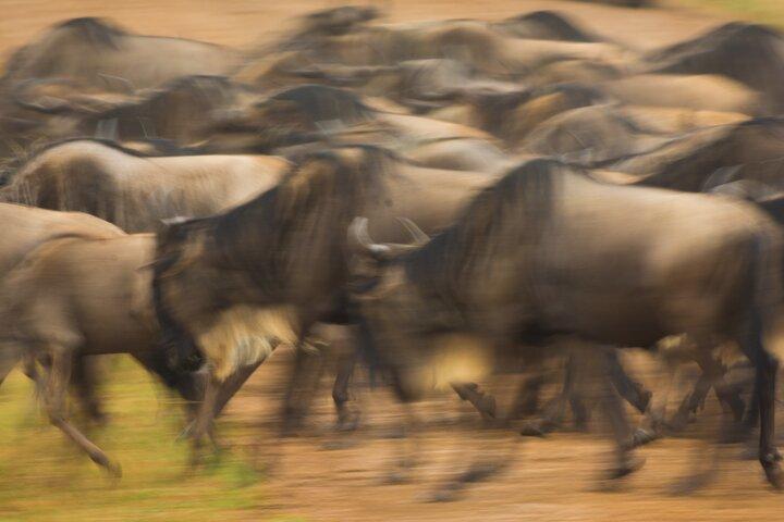 Masai Mara Game Drive