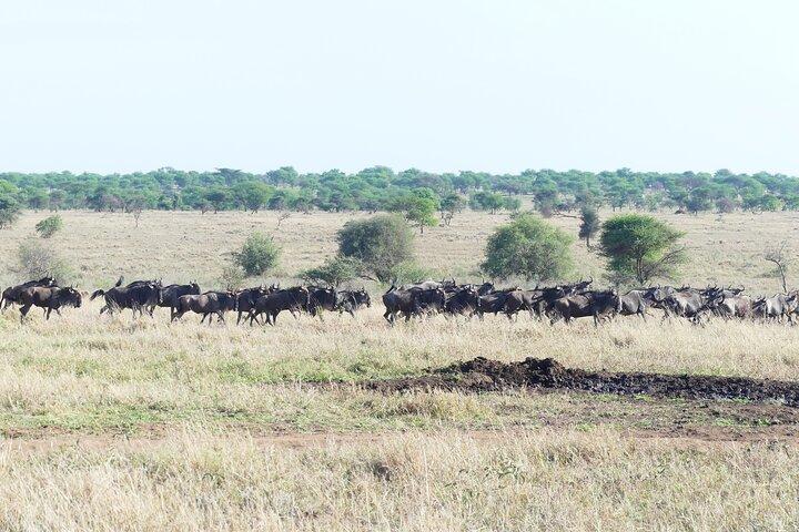 6-Day Ndutu Migration Calving Season Safari