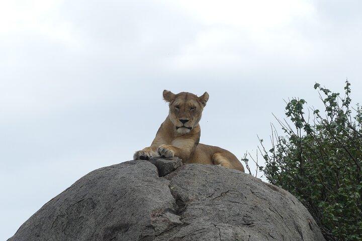 6-Day Northern Safari