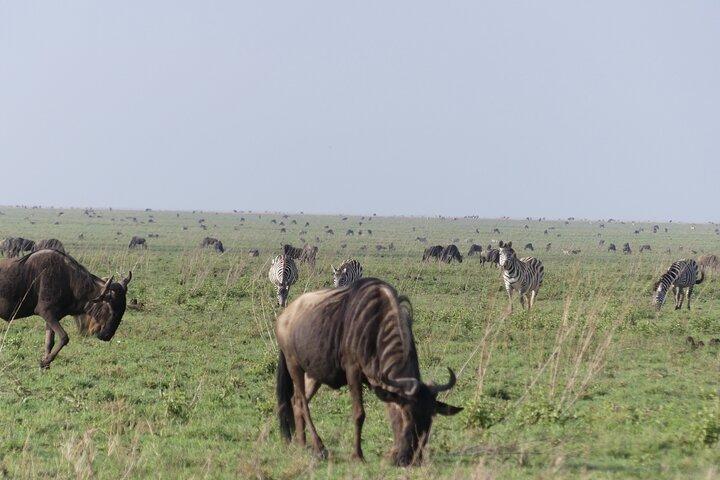 6-Day Northern Safari