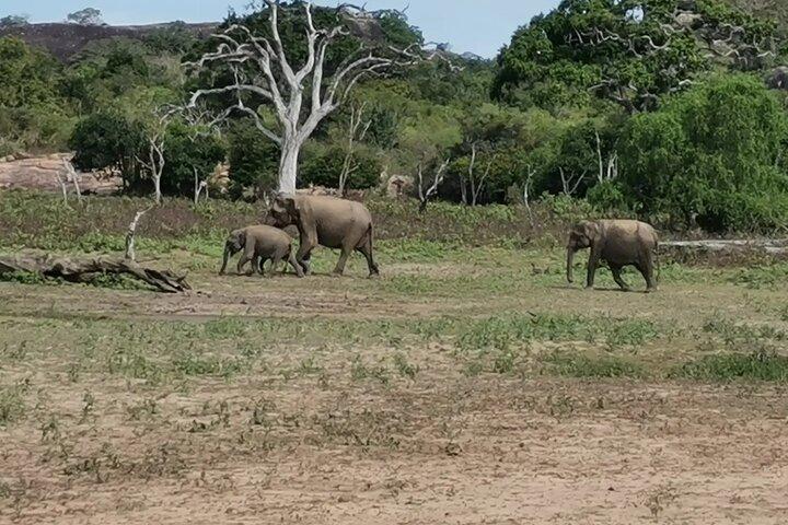 Paradise Yala Safari Tours