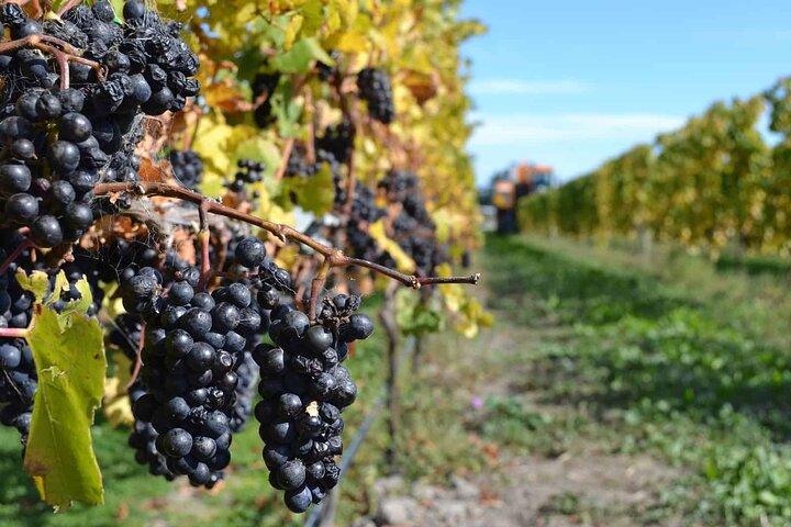 Lyttelton Shore Excursion - City Highlights & Waipara Wine Tour