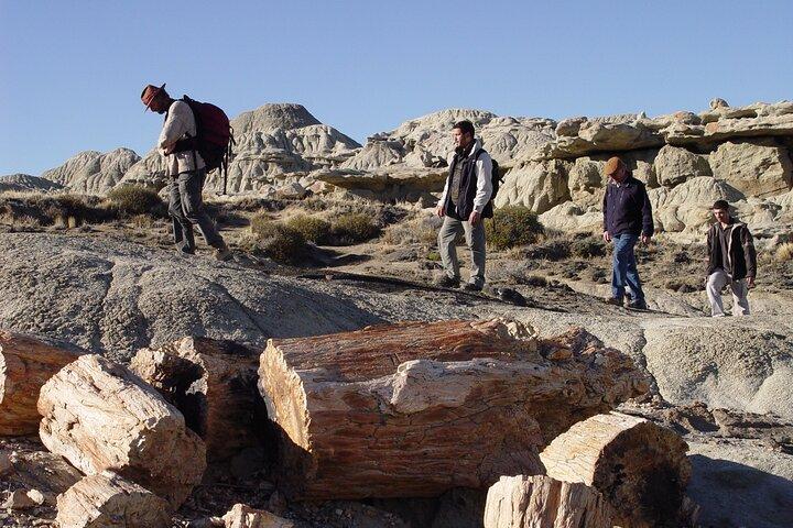 Discover La Leona Petrified Forest: Guided Hiking Tour