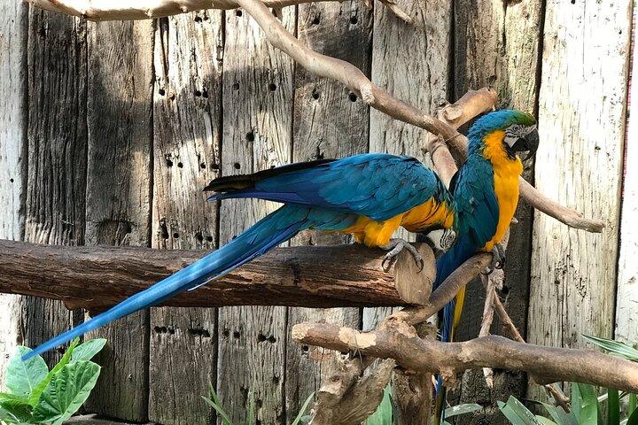 Skip the Line: World of Birds Admission Ticket