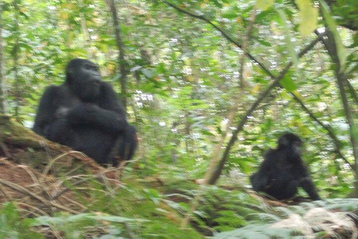 3 Days Bwindi Gorilla Trekking tour