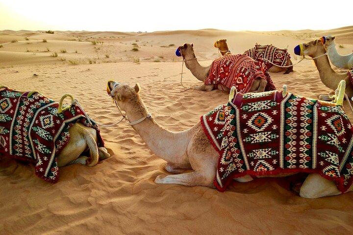 Dubai Desert Safari with BBQ Dinner, Camel Ride & Live Shows