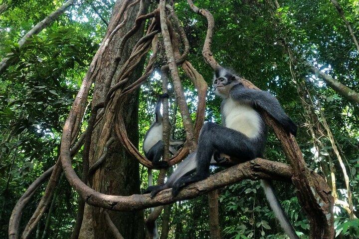 2 Days 1 Night in THE JUNGLE Mount Leuser ( See ORANGUTAN)