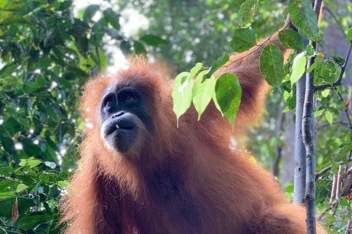 2 Days 1 Night in THE JUNGLE Mount Leuser ( See ORANGUTAN)