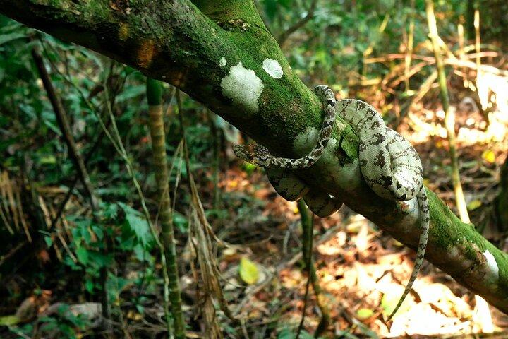 Manu National Park Tour 4 Days of Nature Wildlife and Adventure