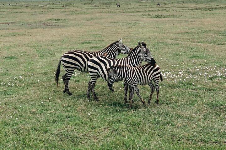 3-Day Private budget safari