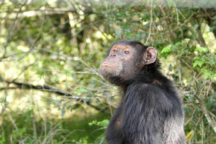 Ol Pejeta Conservancy & Chimpanzee Sanctuary full day tour