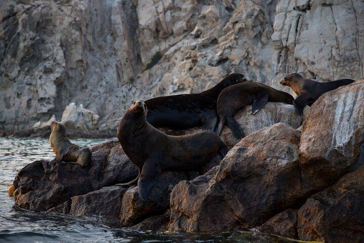 Los Cabos Whale Watching: Pictures Included / Transport Available