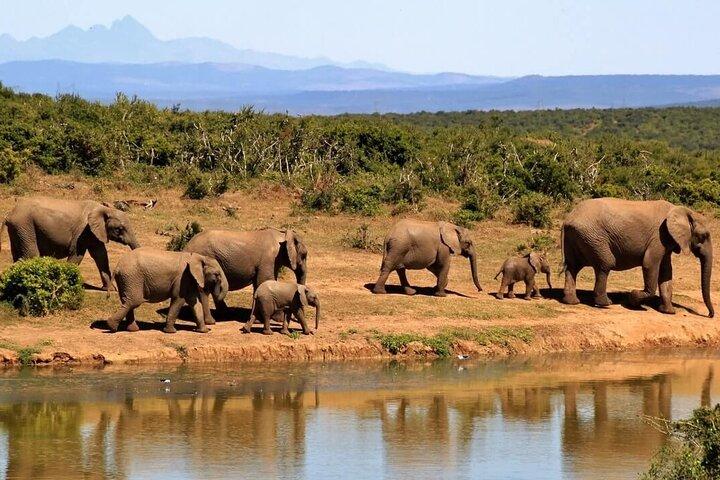 Aquila Safari Experience and Wine Full Day Private Tour Cape Town