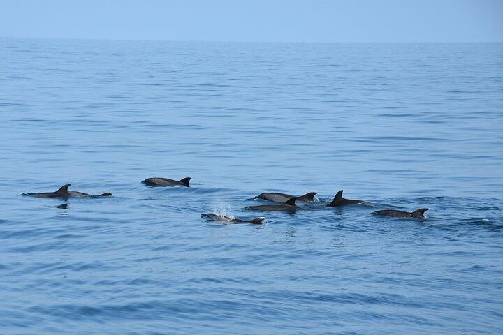 Dolphin Sightseeing Boat Tour from Benalmadena