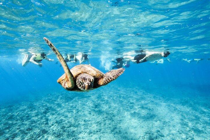 Snorkeling with Sea Turtles in Waikiki Hawaii Boat Tour