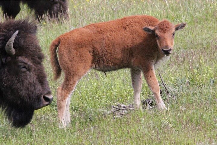 Lower Loop Yellowstone Wildlife Scenic - Jackson Hole Day Tour | WY