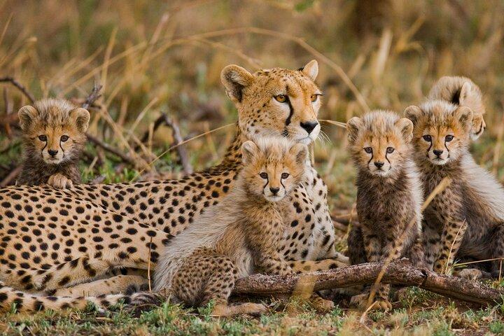 6-Day Tanzania Wildlife Safari