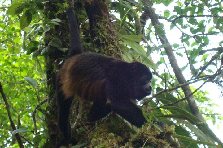 Hanging Bridges Walk in Costa Rica (Self-guided tour)