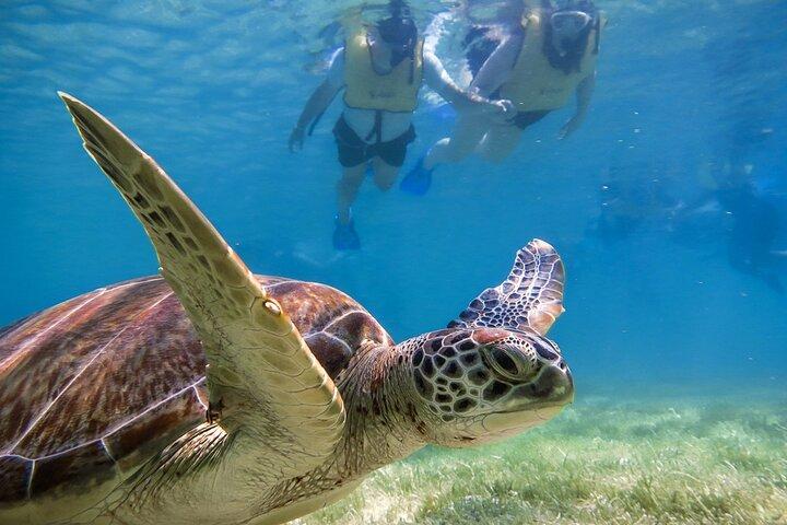 Snorkeling with Turtles and Cenote Tour from Riviera Maya