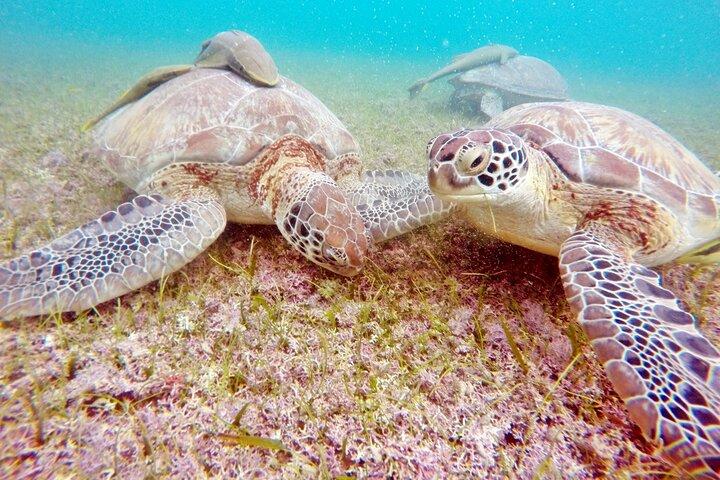 Snorkeling with Turtles and Cenote Tour from Riviera Maya