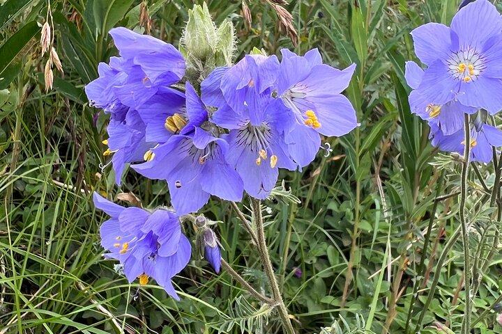 Chugach State Park Nature Walk