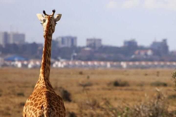 Nairobi National Park Group Shared Tour