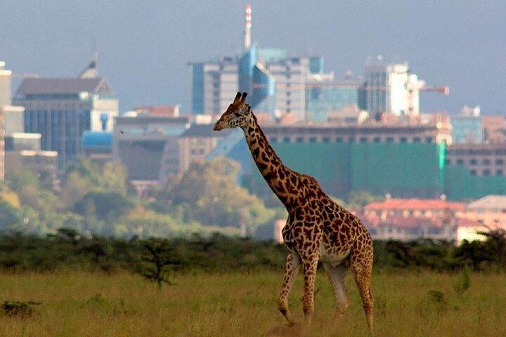 Nairobi National Park Group Shared Tour