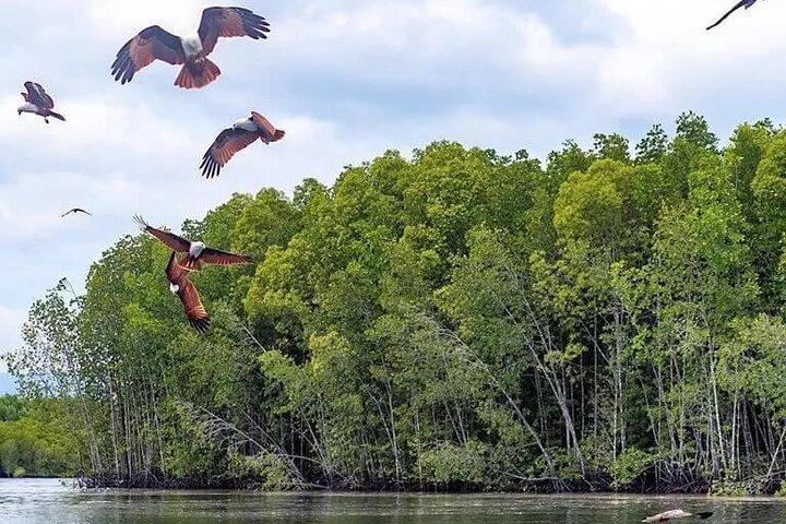Combo - Cable Car & Sky Bridge And Tg. Rhu Mangrove Private Boat Tour With Lunch