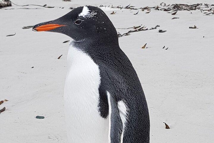 Private Penguin Paradise Tour: Penguins, Scenery & Stanley