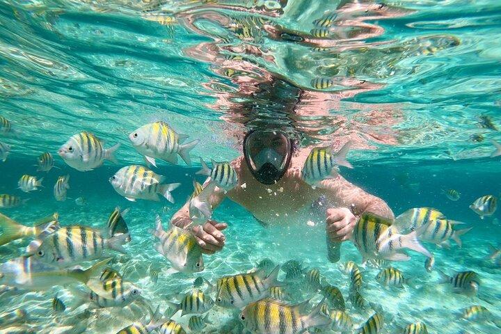 Amazing Paradise Island + Snorkeling-Mangrove Tour & Locale Food.