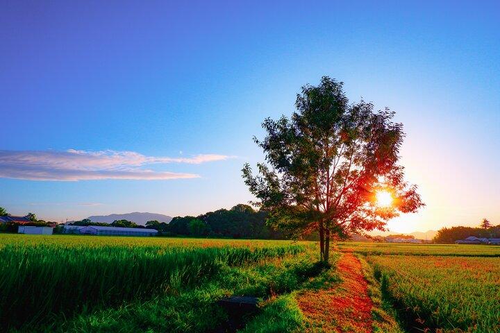 Hidden Gems of Osaka Kyoto Nara - Private Car Tour by Local Guide