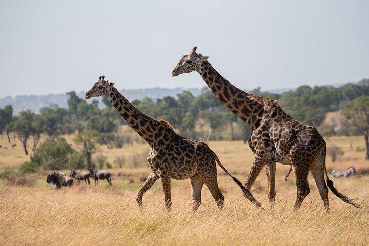 6 Days Private Safari Tour