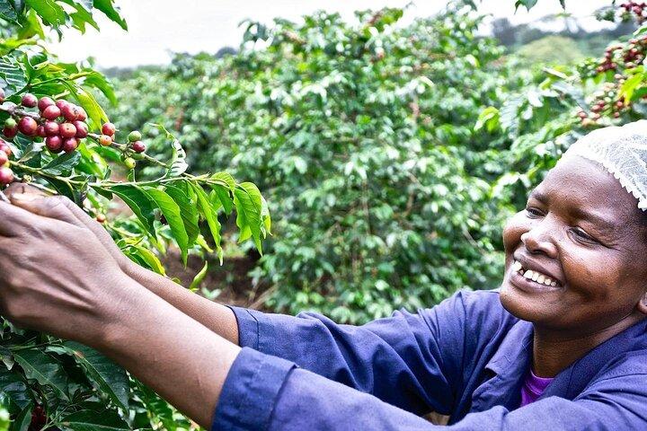 Fairview Estate Coffee Farm Tour with Pick up