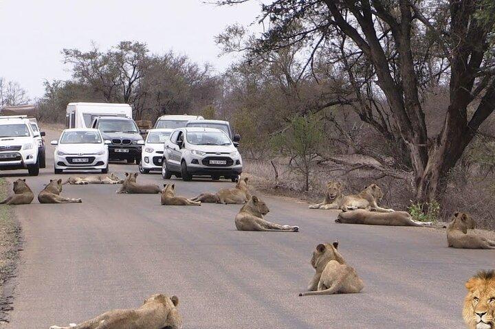 Half-Day Nairobi National Park Game Drive Guided Tour With Pick Up