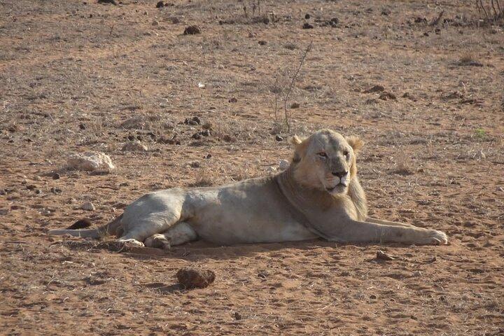 6 Days Kenya Masai Mara,Lake Nakuru & Amboseli Wildlife Safari