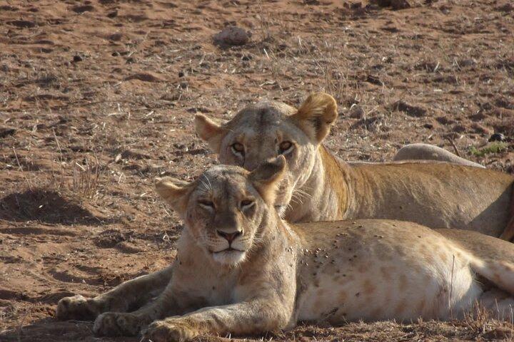 6 Days Kenya Masai Mara,Lake Nakuru & Amboseli Wildlife Safari