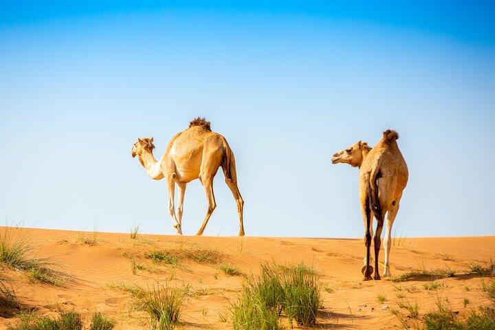 2-Hour Quad Biking Guided Tour in the Desert of Ras al Khaimah