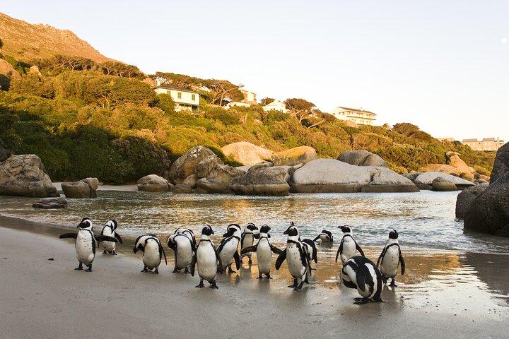 Cape Town Table Mountain Cape Point Penguins Full-Day Private Tour