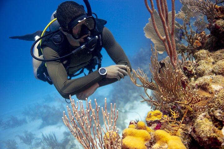 Half-Day Private Discover Dive at Australia's Iconic Beach
